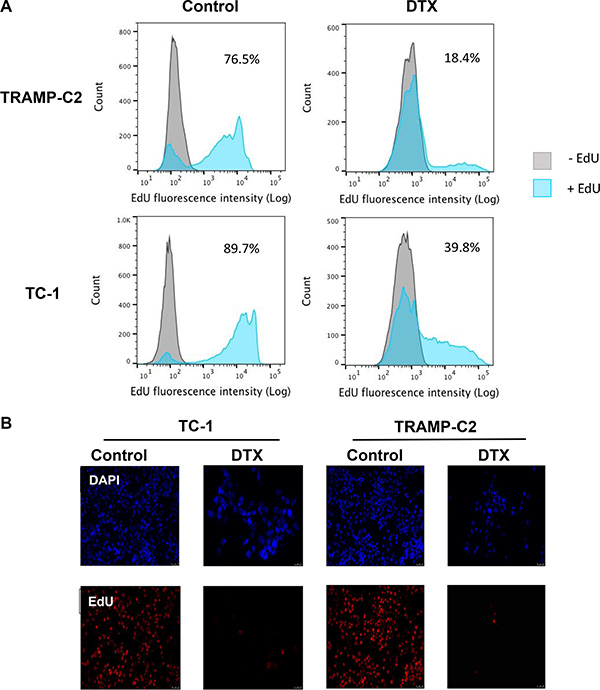 Analysis of TC-1 and TRAMP-C2 cell proliferation by EdU incorporation.