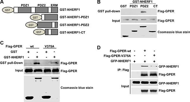 Interaction of NHERF1 and GPER is mediated via the C-terminal of GPER and the PDZ2 domain of NHERF1.