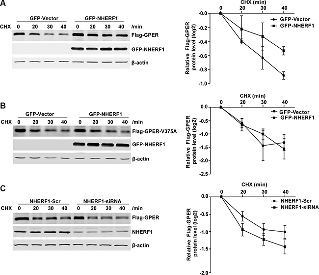 NHERF1 expression improves GPER protein stabilization.