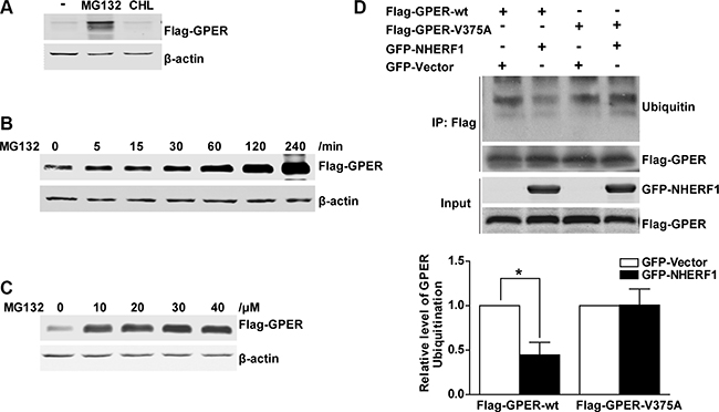 NHERF1 retards the ubiquitin&#x2013;proteasome proteolysis of GPER protein.