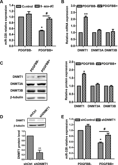 Figure 6 The inhibition of miR-328 by PDGFBB is associated with increased DNMT1 expression.