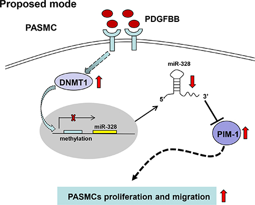 A schematic model that proposed a possible mechanism by which miR-328 was inhibited by PDGF, and the regulatory function of miR-328 through targeting PIM-1 in PASMCs.