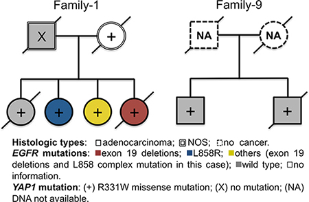 Pedigrees and Epidermal growth factor receptor (EGFR) mutation status of two families harboring germline YAP1 R331W missense mutation.