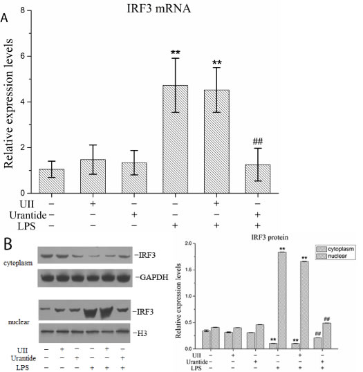 urantide inhibits IRF3 expression and activation in LPS-stimulated KCs.