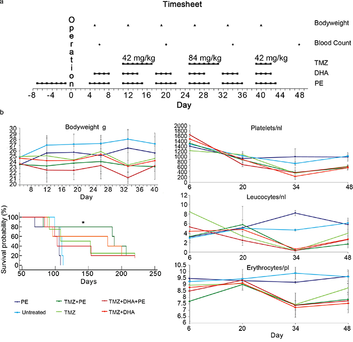 PE shows synergistic anti-tumor activity when combined with TMZ in vivo but does not protect against chemotherapy-induced toxicity.