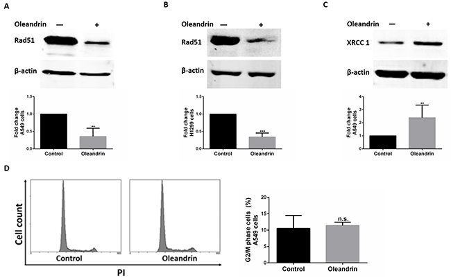 Expression of DNA damage repair proteins in cancer cell lines following treatment with oleandrin.