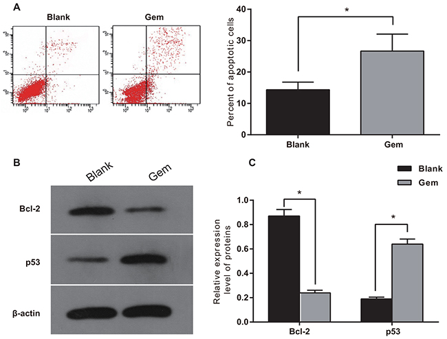 Gem induced apoptosis in human breast cancer MDA-MB-231 cells.