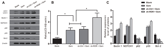 Linc-ROR influences expression of apoptosis and autophagy related proteins in Gem-treated MDA-MB-231 cells.