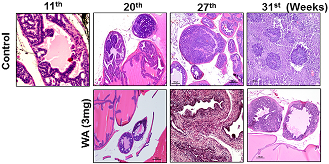 Images for mouse prostate tissues after H&#x0026;E staining.