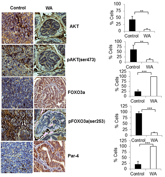 Immunohistochemical staining pro-survival, and pro-apoptotic makers in control and WA-treated prostate tumor tissues.