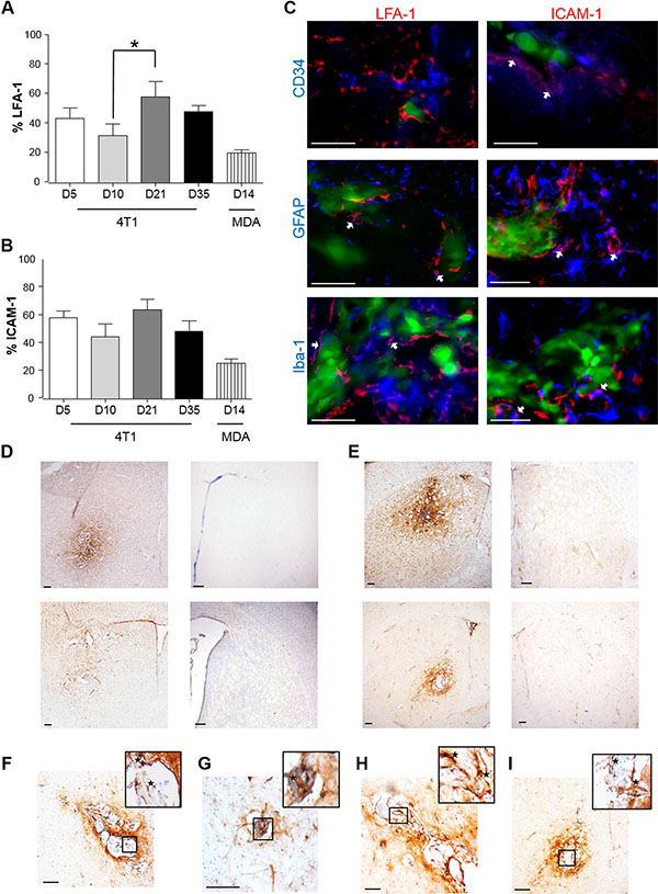 Time-course study of the percentage of expression of LFA-1 (A) and ICAM-1 (B) within the tumour area, in BALB/c and SCID mice injected intracerebrally with 5 &#x00D7; 103 4T1-GFP or MDA231Br-GFP cells, respectively.