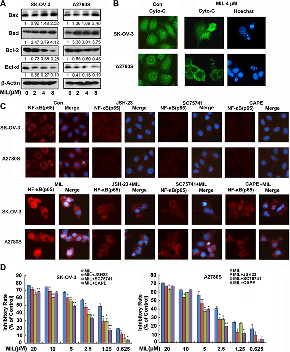 Activated-NF-&kappa;B