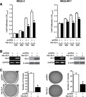 Anti-tumor function of Gli1 in neuroblastoma.