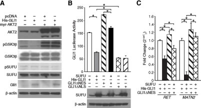 AKT2 relieved GSK3&#x3b2;-mediated inhibition of SUFU and retained Gli1 in the cytoplasm of neuroblastoma cells.