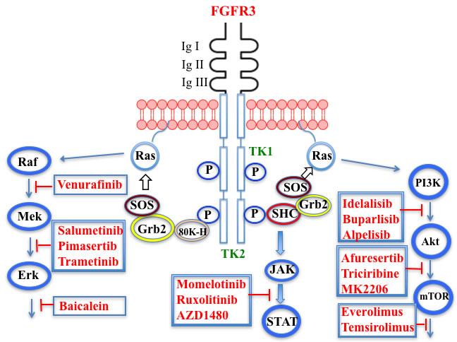 Putative sites of action of several kinase inhibitors with demonstrated anti-myeloma activity using activation of the FGFR3 receptor as an example.