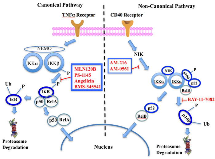 Putative sites of action of representative NFkappaB kinase inhibitors with anti-myeloma activity.