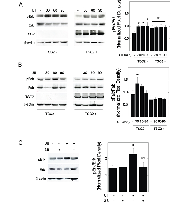 Effect of urotensin-II on the phosphorylation of Erk or Fak in TSC2-deficient cells.