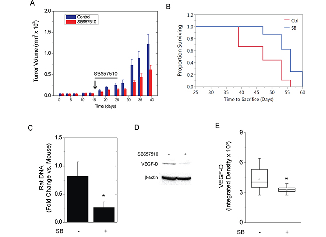 SB657510 inhibits growth of TSC2-deficient tumors in vivo.