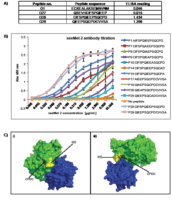 Identification of seeMet 2 main epitope.