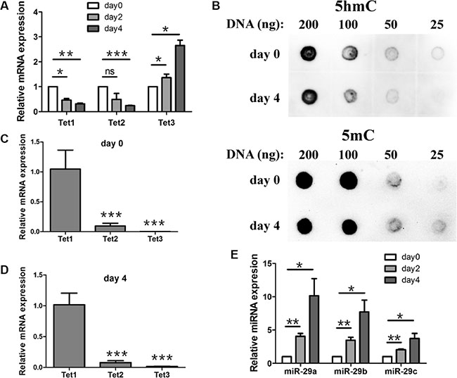 Expression profile of Tet1/2/3, miR-29a/b/c and the change of 5hmC during mouse ESCs early differentiation.