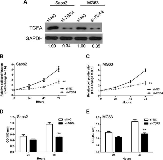 TGFA promotion of osteosarcoma cell growth in vitro.