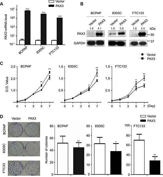 Inhibition of cell proliferation and colony formation by PAX3 in thyroid cancer cells.