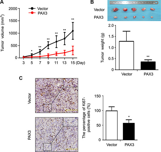 Inhibition of the xenograft tumor growth by PAX3.