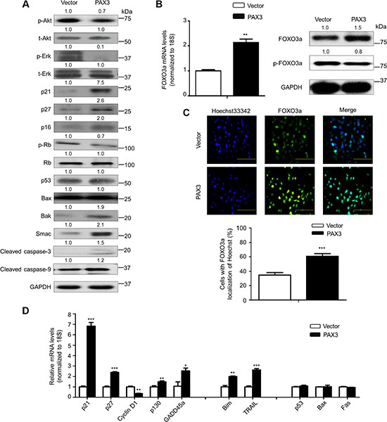 Modulation of the activities of major signaling pathways and FOXO3a by PAX3 in thyroid cancer cells.