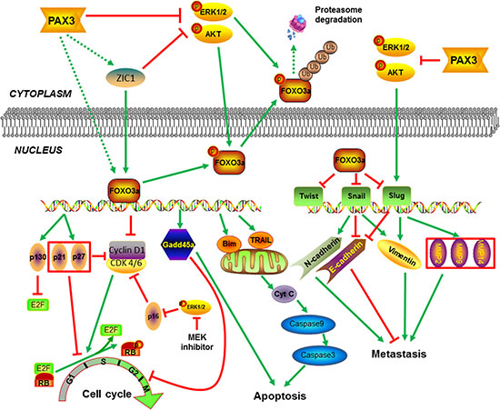 Schematic model of molecular mechanisms underlying tumor suppressive activity of PAX3 in thyroid cancer.