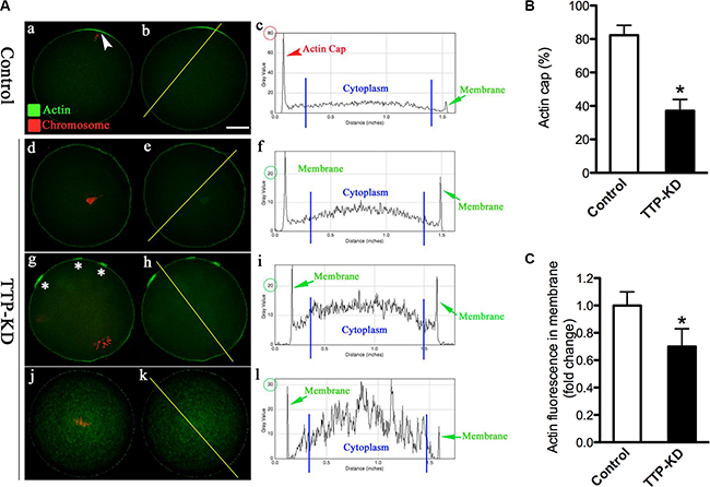 TTP knockdown disrupts the formation of actin cap during oocyte maturation.