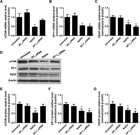 Effects of AP-1 downregulation on mTOR, AP-1, and VEGF expression.