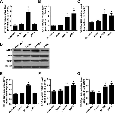 Effects of AP-1 and mTOR upregulation on mTOR, AP-1, and VEGF expression.