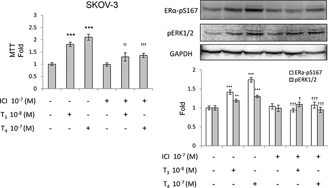 Thyroid hormone-induced phosphorylation of ER&#x03B1; was suppressed by ICI.