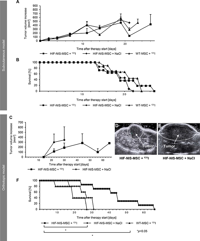 Growth inhibition of orthotopic HuH7 tumors after application of a therapeutic dose of radioiodide in HIF-NIS-MSC-treated mice was associated with a prolonged survival.