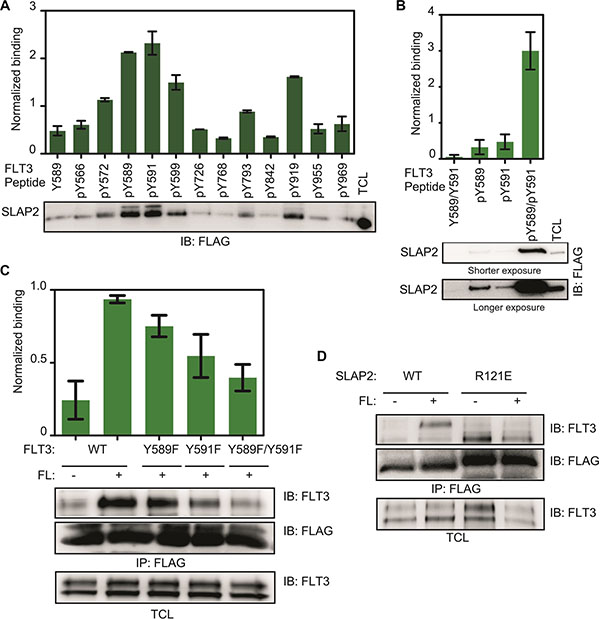 SLAP2 SH2 domain associated with FLT3 phospho-tyrosine residues.