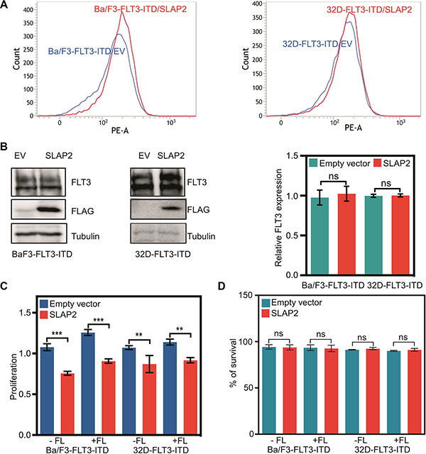 SLAP2 expression inhibits FLT3-ITD mediated cell proliferation.