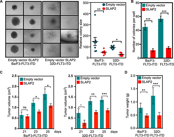 SLAP2 expression reduces FLT3-induced colony formation and tumor formation.