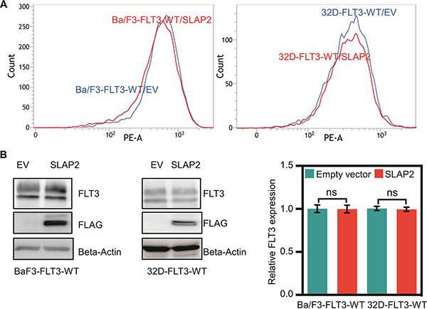 Ba/F3 and 32D cell lines expressing wild-type FLT3 and SLAP2.