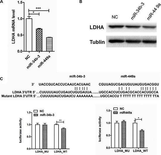 LDHA is a direct target of miR-34b-3 and miR-449a.