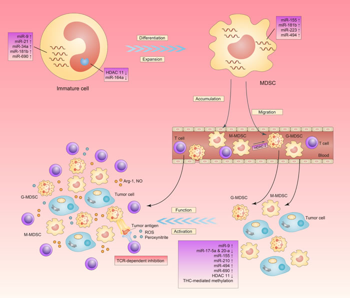 Effect of epigenetics on MDSC&#x2019;s expansion, differentiation, migration, activation and function.