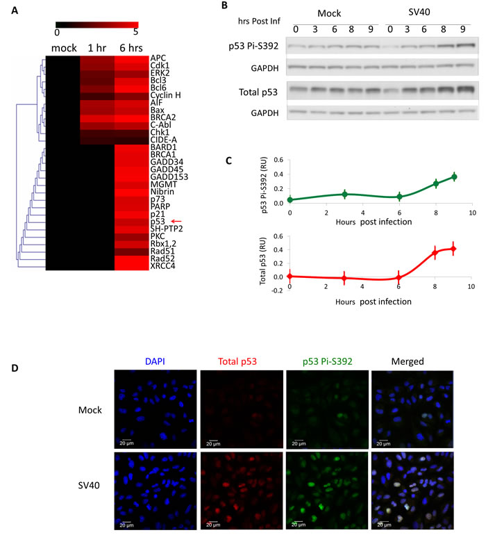 SV40 infection triggers activation of p53.