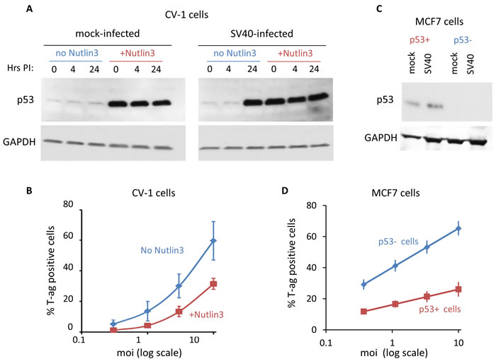 p53 functions in host defense against SV40.