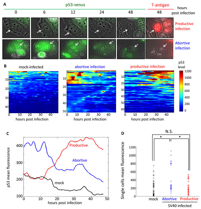 Dynamics of p53 in single cells following SV40 infection.