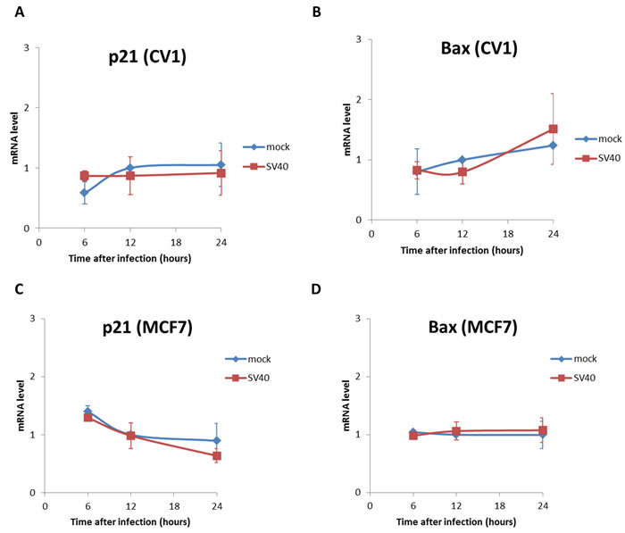 mRNA levels of the p53 target genes, p21 and Bax.