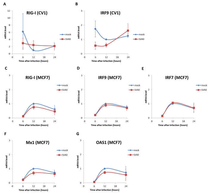 Interferon stimulated genes are not induced in SV40 infected cells.