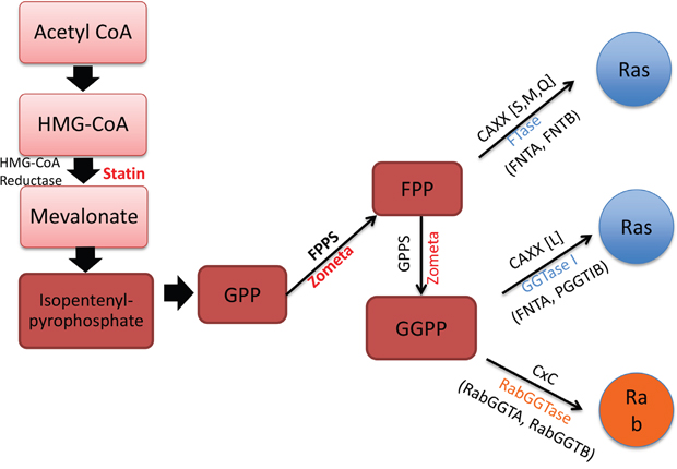Mevalonate synthesis pathway and related prenyl-transferases.
