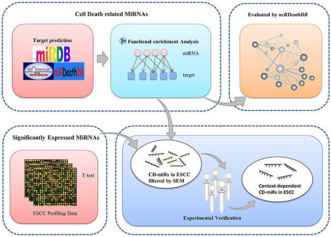Overview of analytical scheme for cell death related miRNAs prediction.