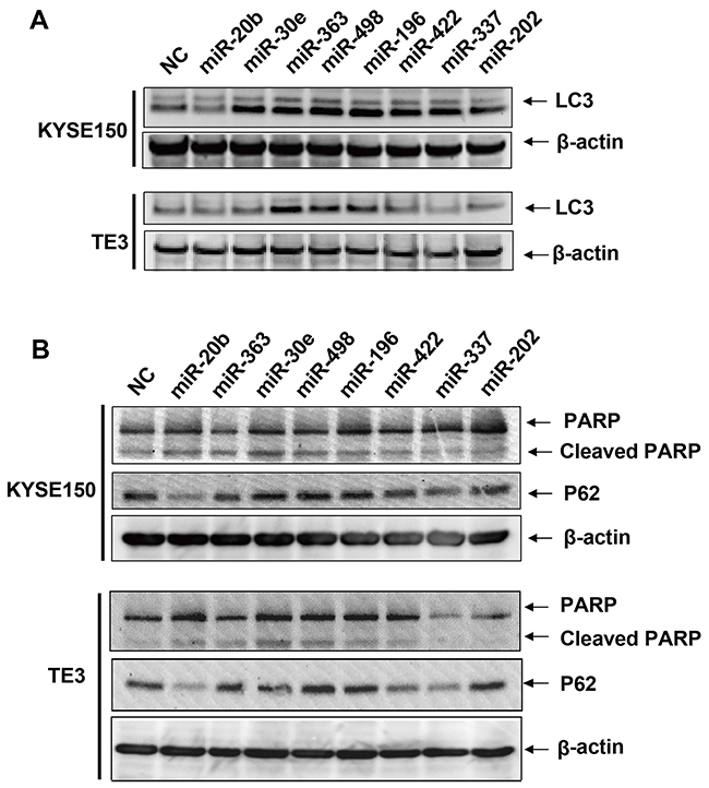 Immunoblots of LC3, P62, PARP and cleaved PARP protein after transfection of predicted cell death related miRNAs.