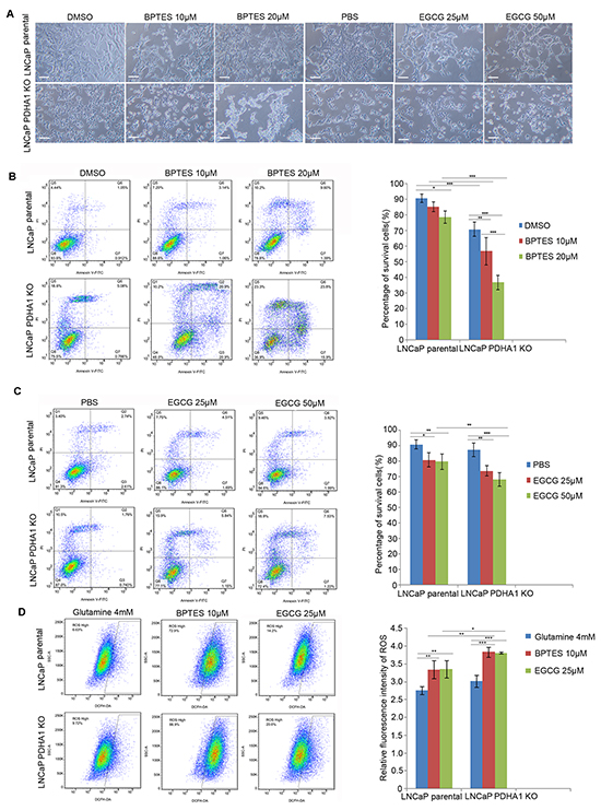 The glutaminase inhibitor BPTES and glutamate dehydrogenase inhibitor EGCG impair cell survival in the PDHA1 KO cells.