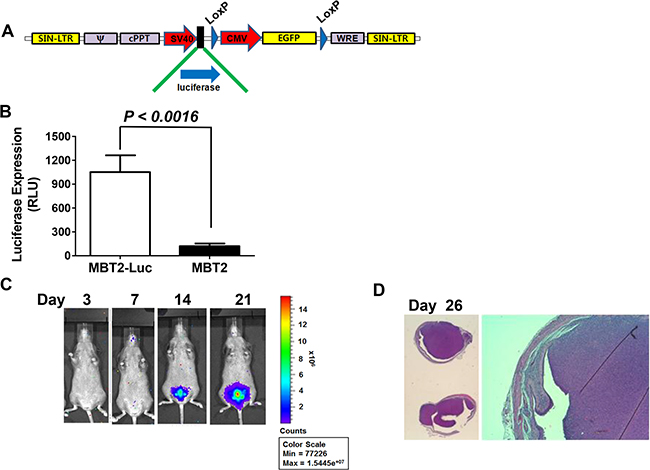 Construction of MBT2.Luc cells expressing the luciferase gene.